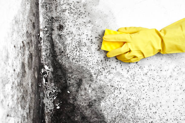 Best Mold Testing and Inspection Services in Three Oaks, MI