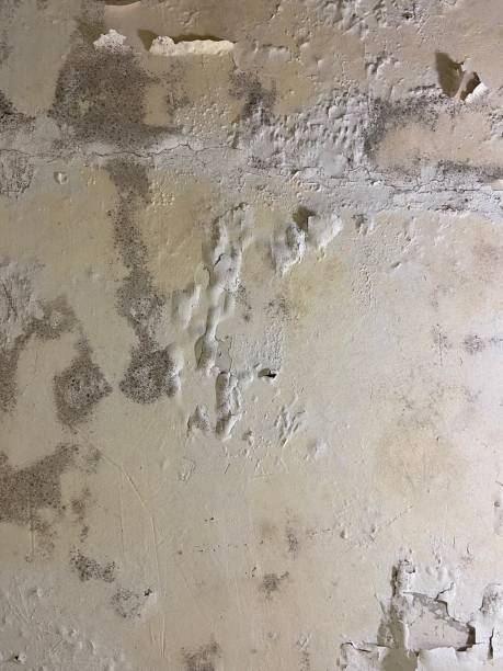 Best Residential Mold Remediation in Three Oaks, MI