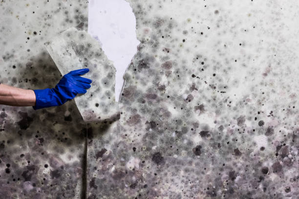 Best Industrial Mold Remediation in Three Oaks, MI