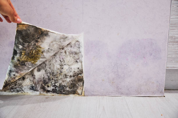Best Kitchen Mold Remediation in Three Oaks, MI